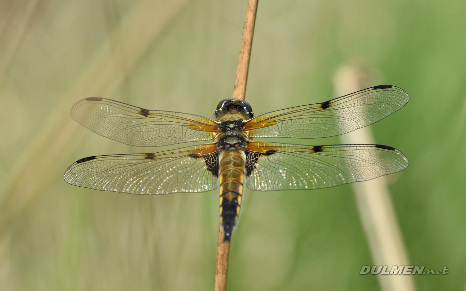 Four-spotted Chaser (Libellula quadrimaculata)